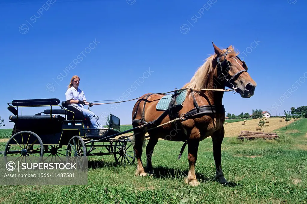 horse-drawn carriage ride, Ferme du Bocage, Droyes, Haute-Marne department, Champagne-Ardenne region, France, Europe.
