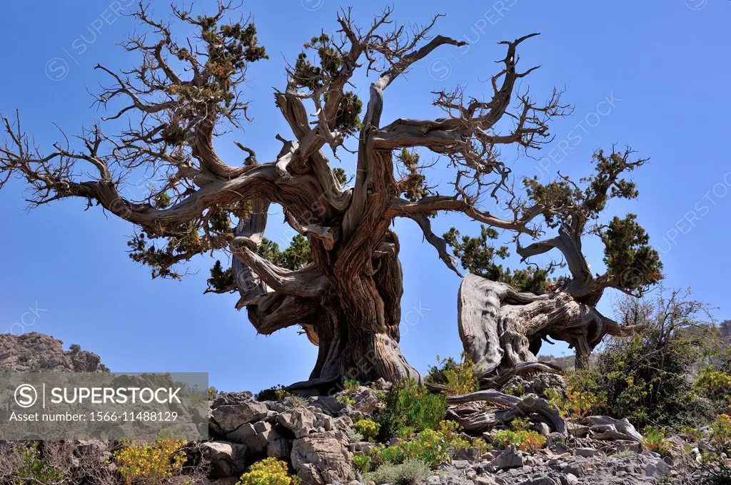 Typical twisted mountain pines in the high mountains of Jebel Akhdar, Sultanate of Oman.
