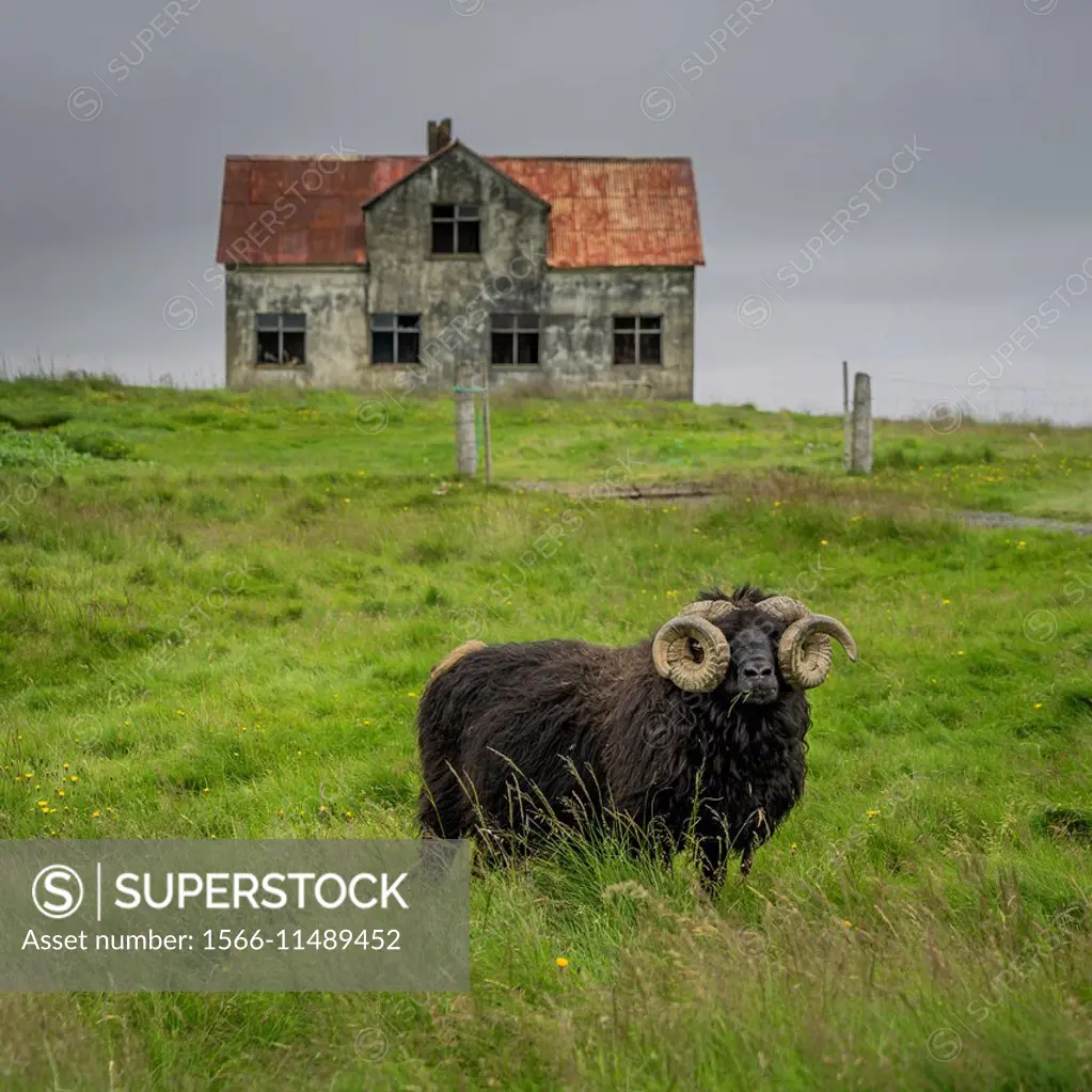 Ram with large horns grazing by an abandoned farmhouse, Icleland.