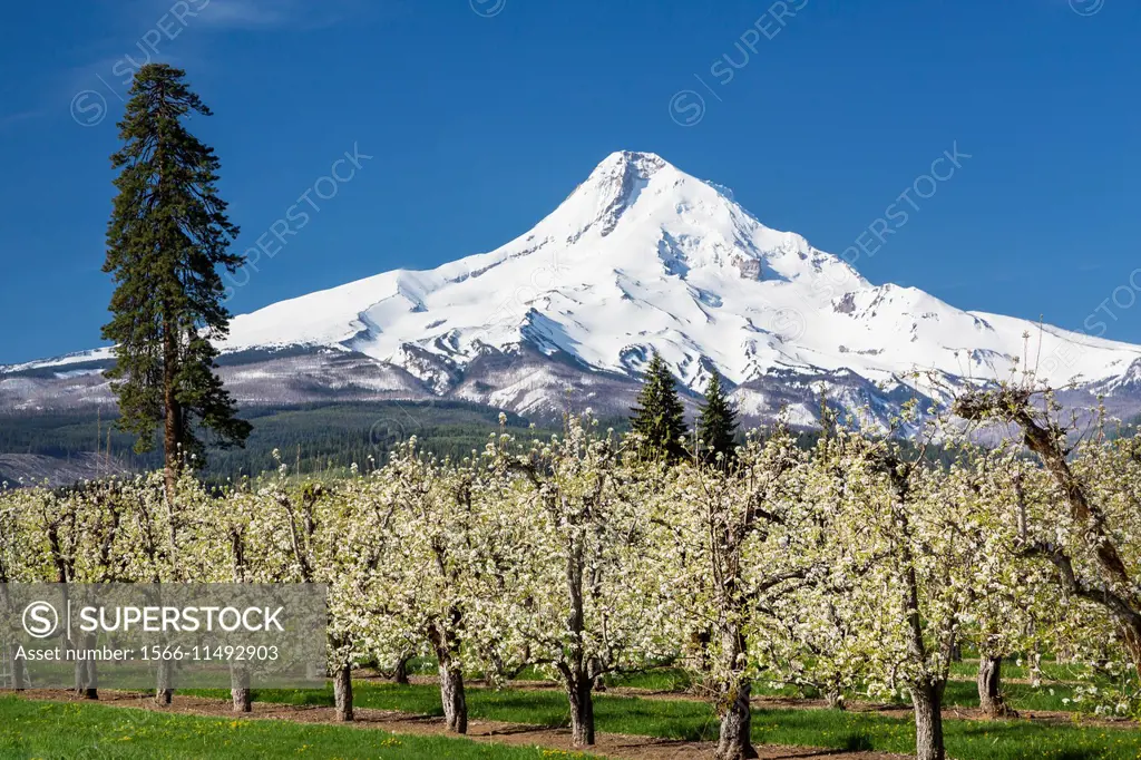 The snow-capped peak of Mt. Hood and blooming apple trees in the orchards near Parkdale, Oregon, USA.