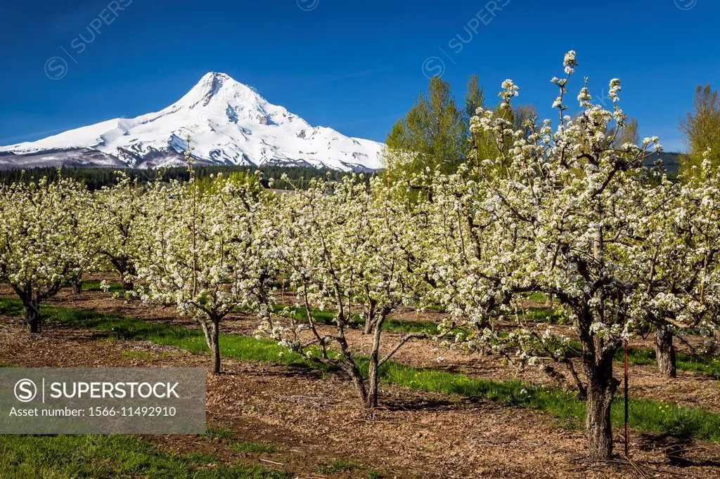 The snow-capped peak of Mt. Hood and blooming apple trees in the orchards near Parkdale, Oregon, USA.
