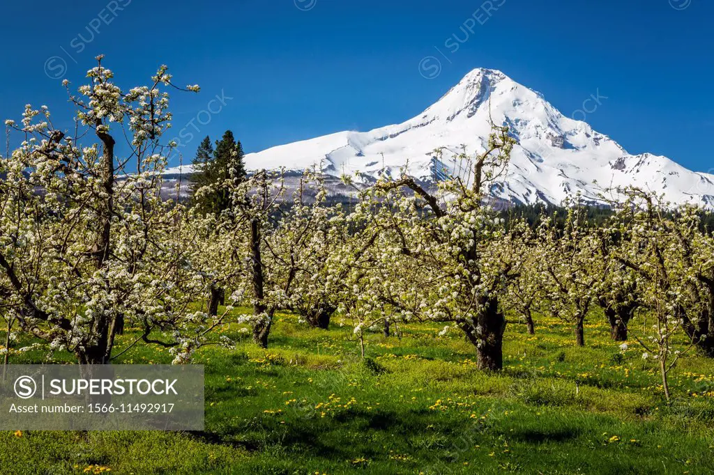 The snow-capped peak of Mt. Hood and blooming apple trees in the orchards near Parkdale, Oregon, USA.