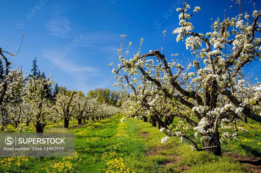 Blooming apple trees in the orchards near Parkdale, Oregon, USA.