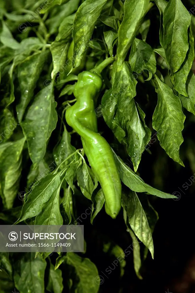 Capsicum green pepper plant with ripe fruit on black background