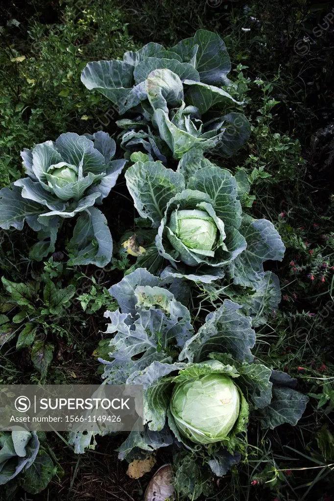Brassica oleracea cabbage crop runaway farrajera, Andévalo, Sierra de Aracena, Huelva, Andalucía, Spain, Europe