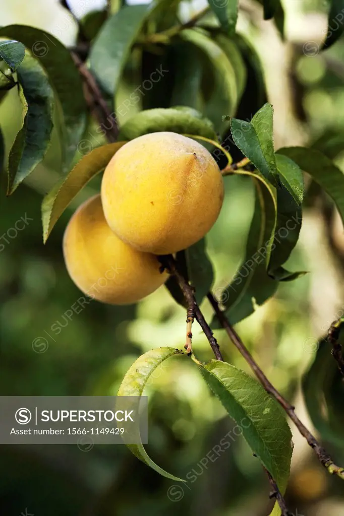 Details of the branch of the tree Prunus persica peach fruit and leaves two