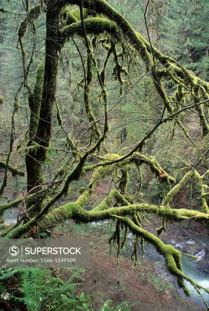 Bigleaf maple by Silver Creek, Silver Falls State Park, Oregon