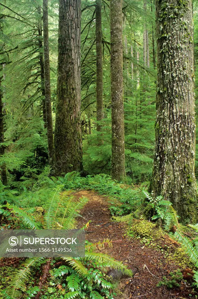 Ancient forest on Doerner Fir Trail, Coos Bay Bureau of Land Management, Oregon