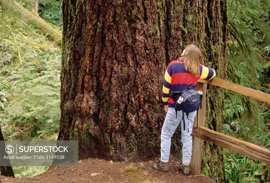 Doerner Fir-worlds largest Douglas fir Pseudotsuga menziesii, Coos Bay Bureau of Land Management, Oregon