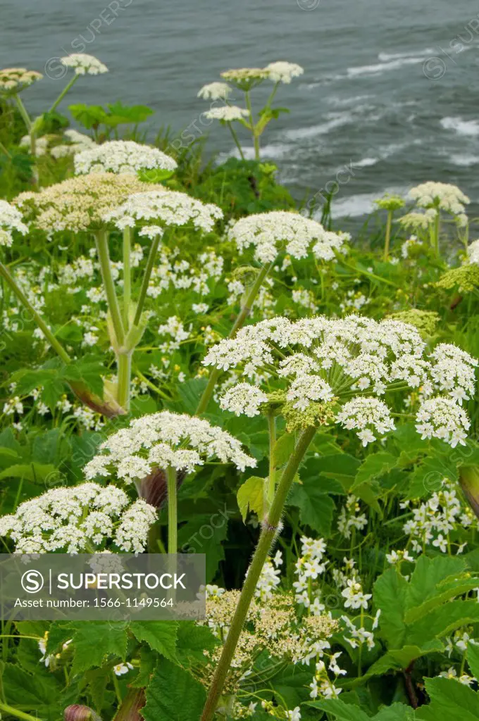 Cow parsnip near North Head Lighthouse, Cape Disappointment State Park, Lewis and Clark National Historical Park, Washington