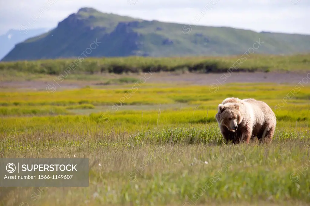 Grizzly bears - Ursus arctos - at Katmai National Park, Alaska, U S A