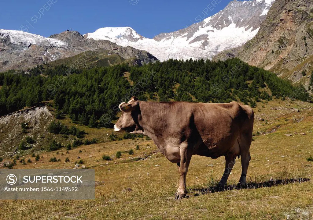 lonely cow, high pastures, Valais Canton, Switzerland