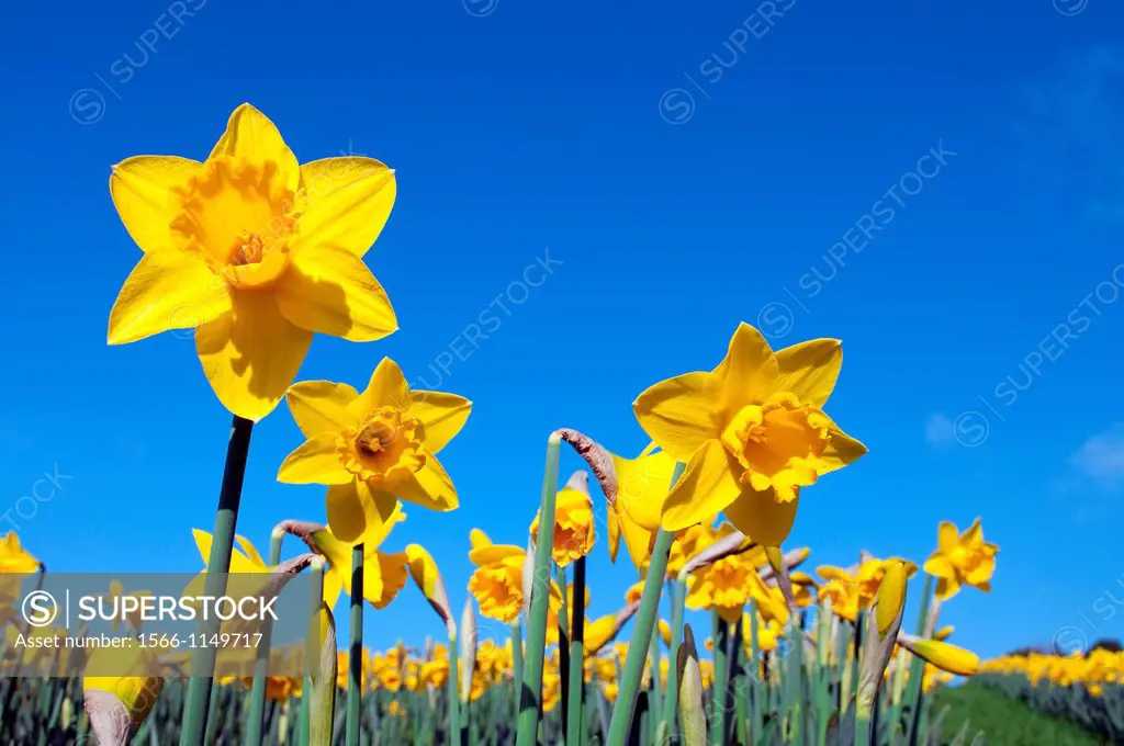 cornish daffodils in full bloom