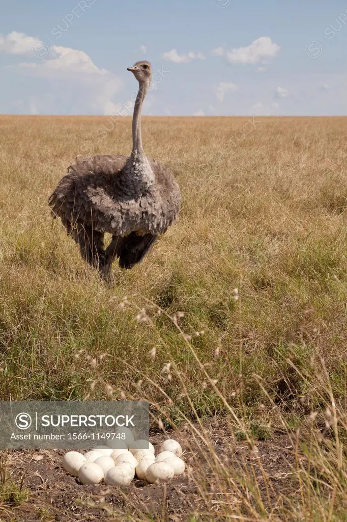 female Ostrich Struthio camelus standing at nest, Masai Mara, Kenya