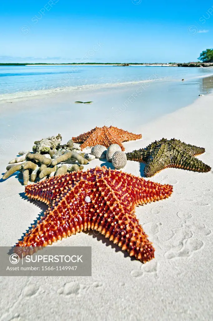 Star fish, Cayo Ensenachos, near Cayo Santa Maria, Cayerias del Norte, Cuba.