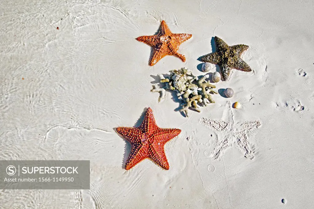 Star fish, Cayo Ensenachos, near Cayo Santa Maria, Cayerias del Norte, Cuba.