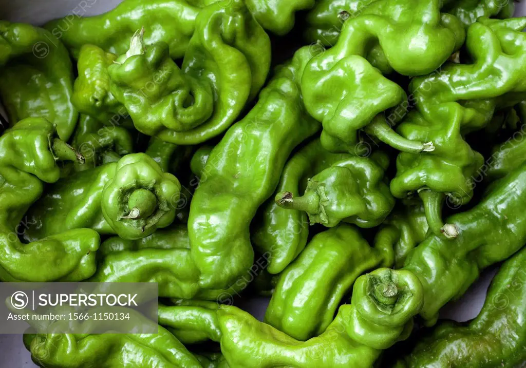 multitude of wrinkled green peppers Capsicum