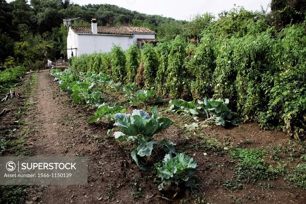 runaway culture perspective farrajera Brassica oleracea cabbage and tomatoes with white cottage, Andévalo, Sierra de Aracena, Huelva, Andalucía, Spain...