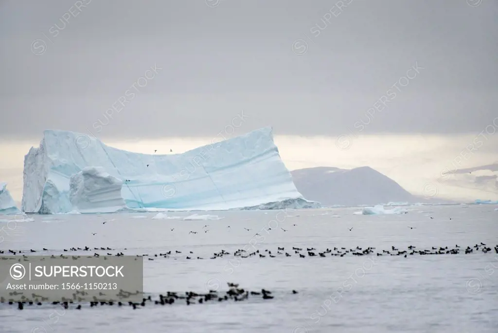 Greenland, Melville Bay, Cape York, Little auks and drifting icebergs