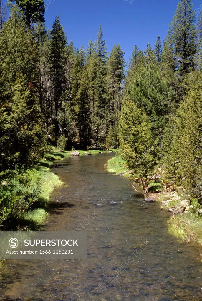 Sycan Wild and Scenic River, Fremont National Forest, Oregon