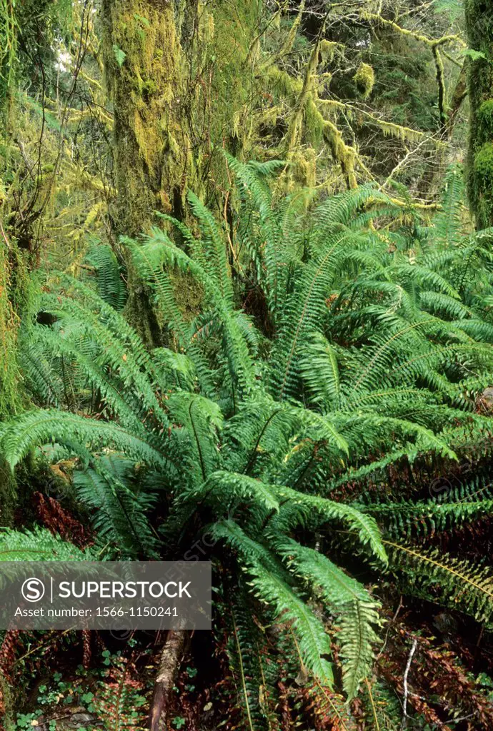 Western sword fern Polystichum munitum in ancient forest, Cummins Creek Wilderness, Siuslaw National Forest, Oregon