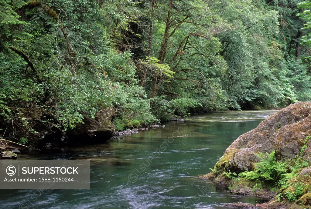 Salmon Creek, Willamette National Forest, Oregon