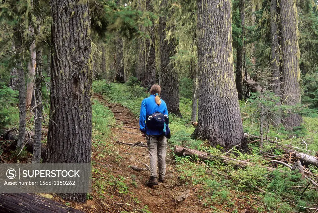 Lichen & mountain hemlock trail, Three Sisters Wilderness, Deschutes National Forest, Oregon