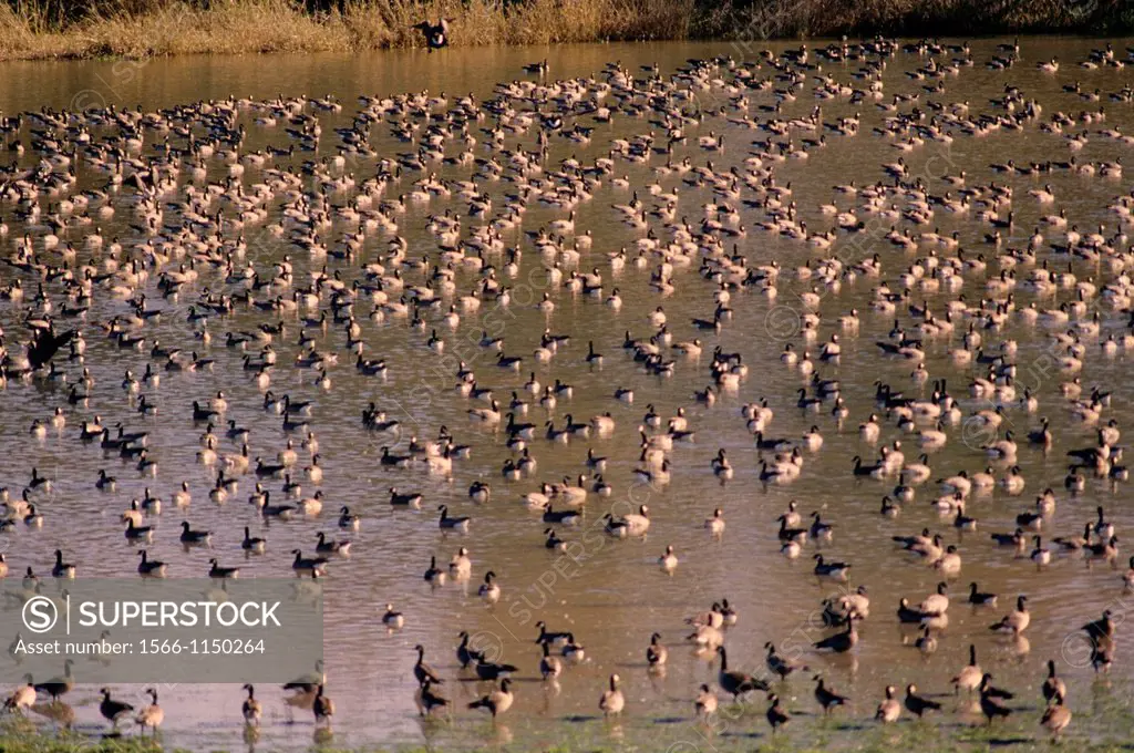 Canada geese at McFadden Marsh, William Finley National Wildlife Refuge, Oregon