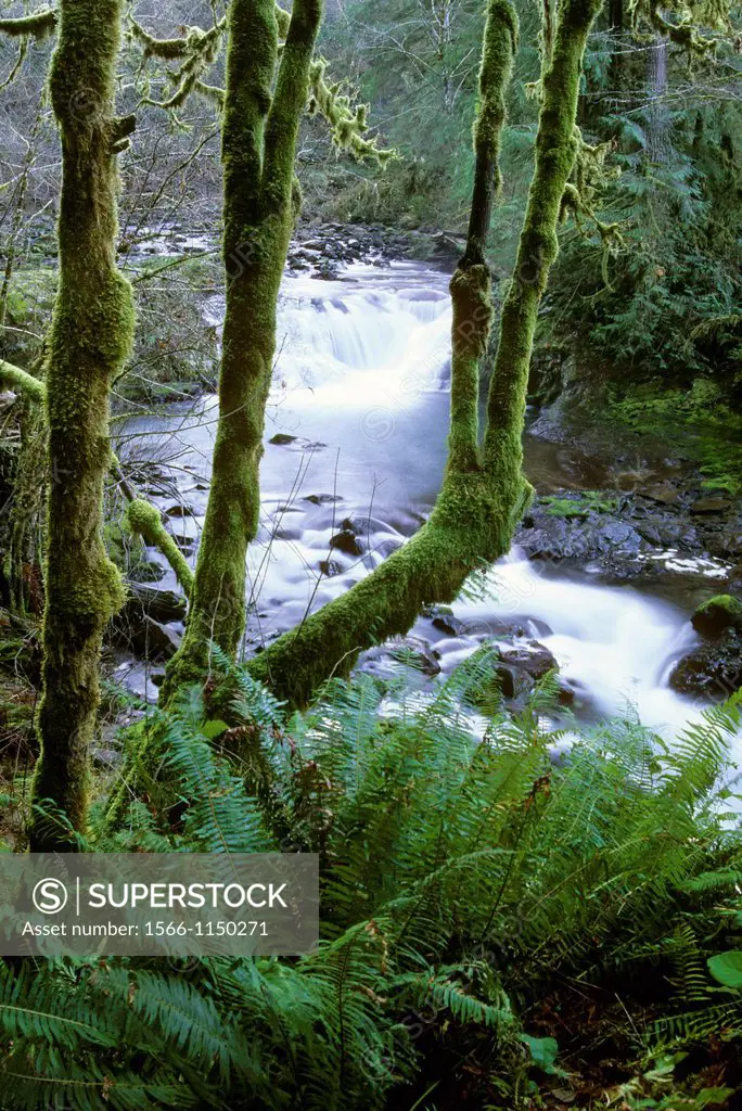 Falls on Sweet Creek along Sweet Creek Falls Trail, Siuslaw National Forest, Oregon