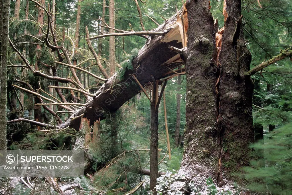 Fallen sitka spruce, Ecola State Park, Lewis & Clark National Historic Park, Oregon