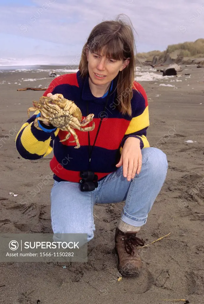 Dungeness crab Cancer magister, Bullards Beach State Park, Oregon