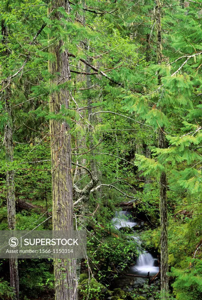 Babyfoot Creek, Babyfoot Lake Botanical Area, Kalmiopsis Wilderness, Siskiyou National Forest, Oregon