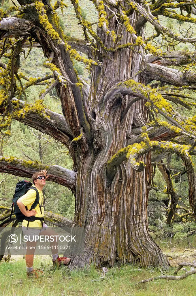 Western juniper Juniperus occidentalis on Gray Butte Trail, Crooked River National Grassland, Oregon