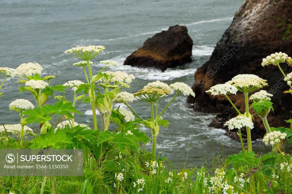 Cow parsnip near North Head, Cape Disappointment State Park, Lewis and Clark National Historical Park, Washington