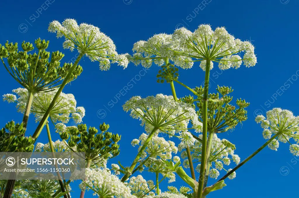 Cow parsnip, Cape Disappointment State Park, Lewis and Clark National Historical Park, Washington