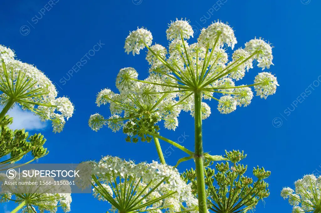 Cow parsnip, Cape Disappointment State Park, Lewis and Clark National Historical Park, Washington