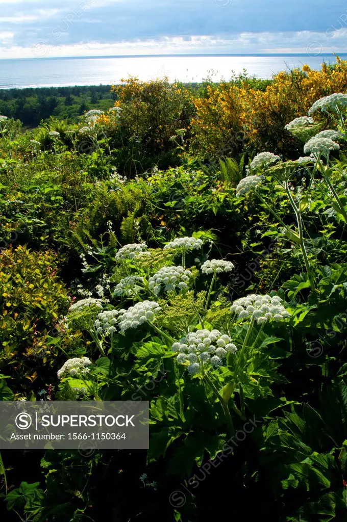 Cow parsnip on McKenzie Head, Cape Disappointment State Park, Lewis and Clark National Historical Park, Washington