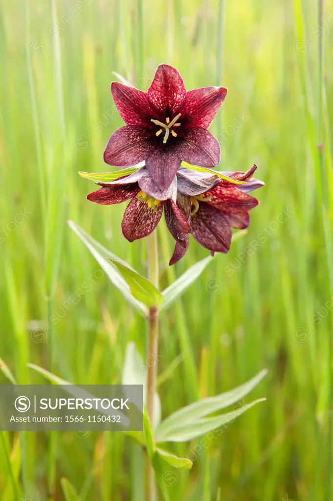 Chocolate lily - Fritillaria camschatcensis-, Alaska, U S A