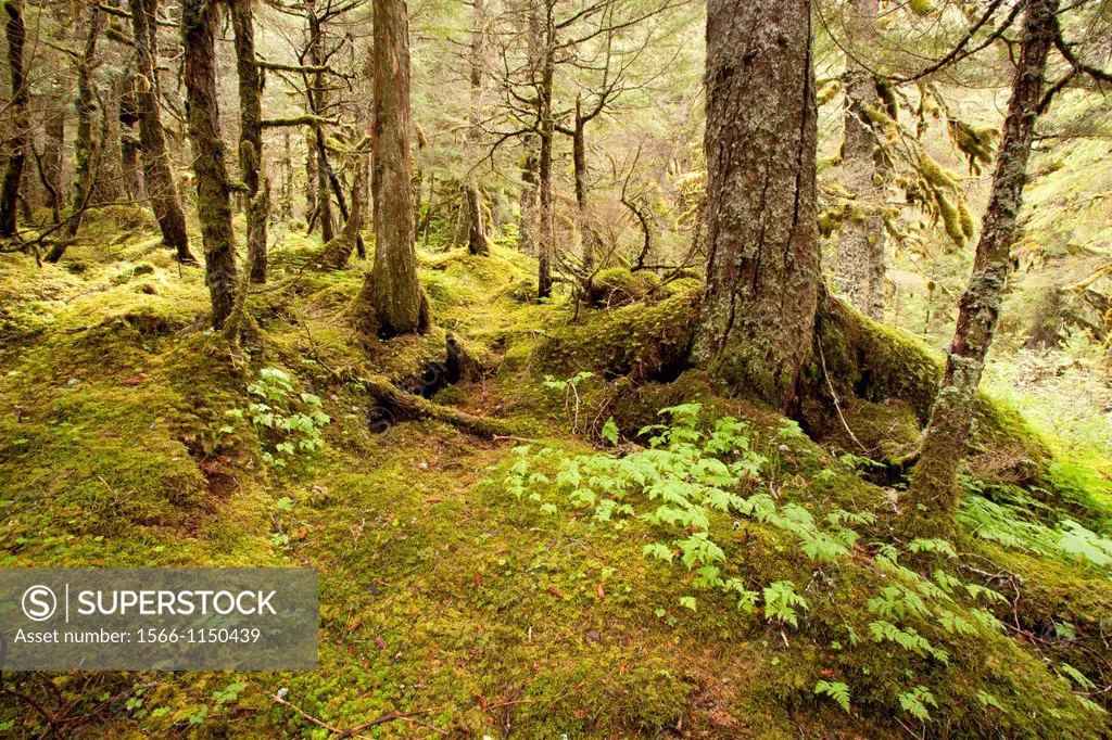 Chugach National Forest, Portage valley, Alaska, U S A