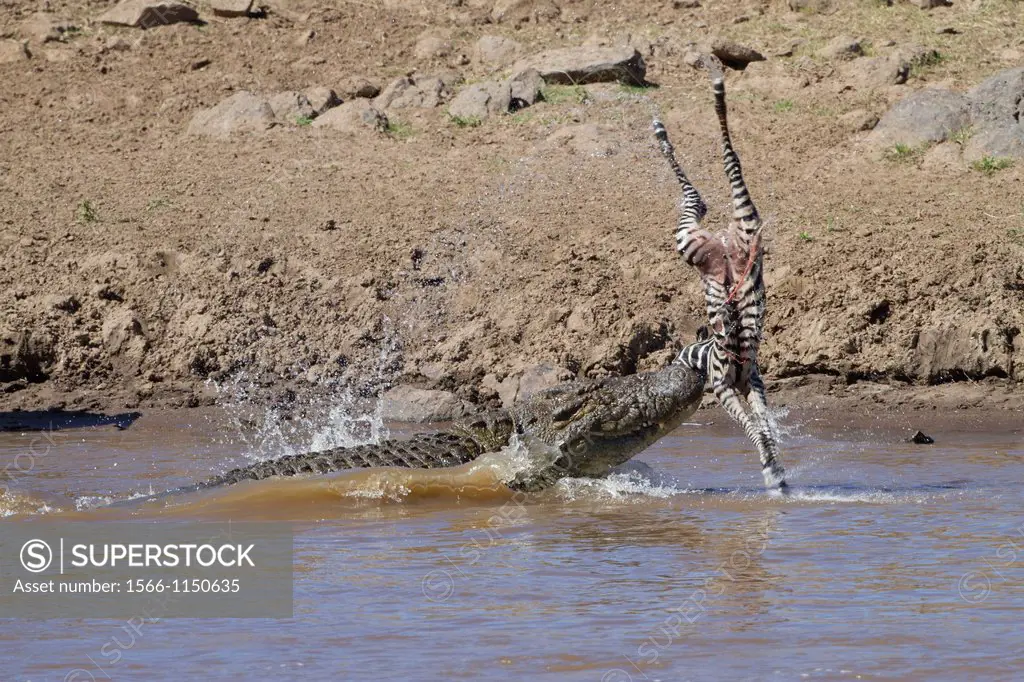 Nile Crocodile Crocodylus niloticus feeding on Common Zebra Equus quagga, Mara River, Masai Mara, Kenya