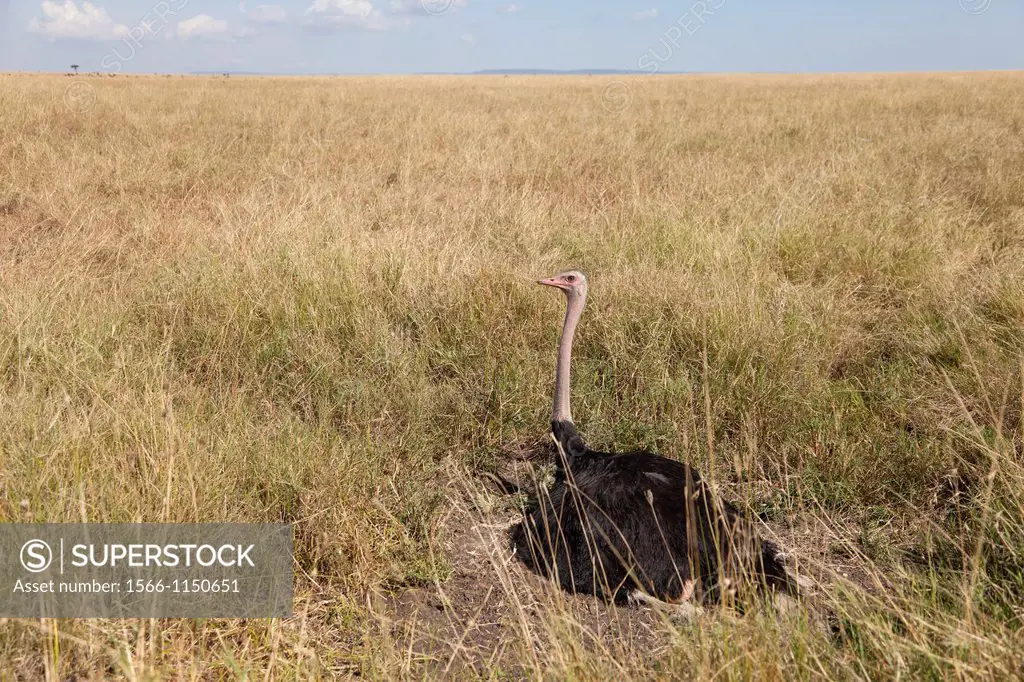 male Ostrich Struthio camelus sitting on nest, Masai Mara, Kenya