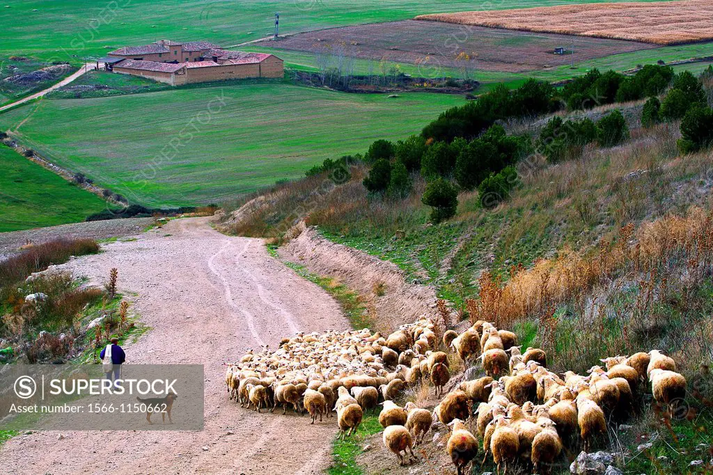 Flock sheep and Shepherd near Urueña, Valladolid, Castile and León, Spain