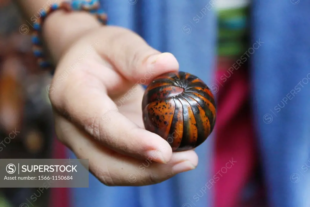 Gloméris in the hand of a child, Malaysia.