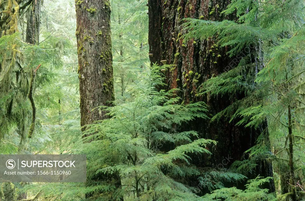 Ancient forest, Valley of the Giants Outstanding Natural Area, Salem District Bureau of Land Management, Oregon