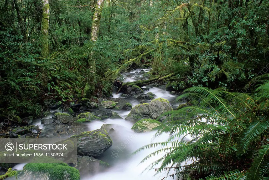 Rainbow Creek, Chetco Wild & Scenic River, Siskiyou National Forest, Oregon