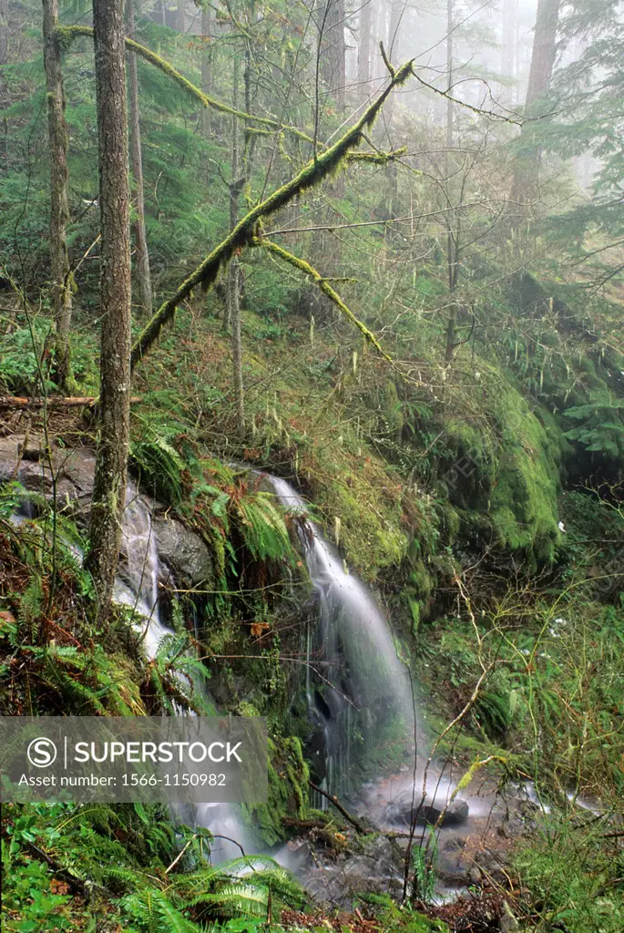 Falls on Tributary of Brice Creek on Upper Trestle Creek Trail, Umpqua National Forest, Oregon
