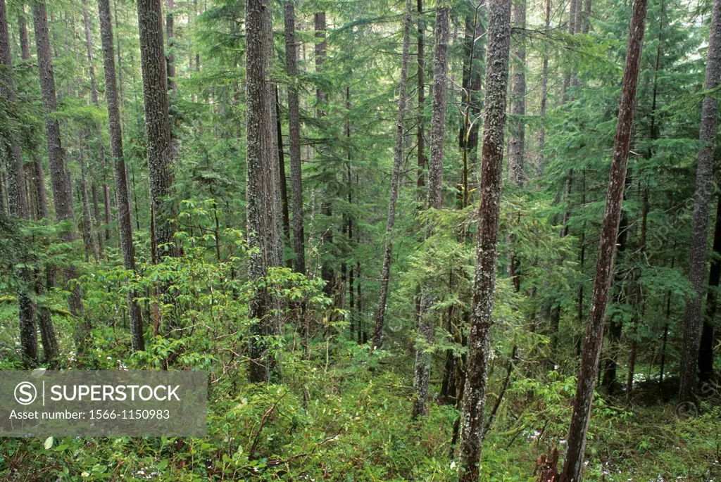 Fir forest on Upper Trestle Creek Trail, Umpqua National Forest, Oregon