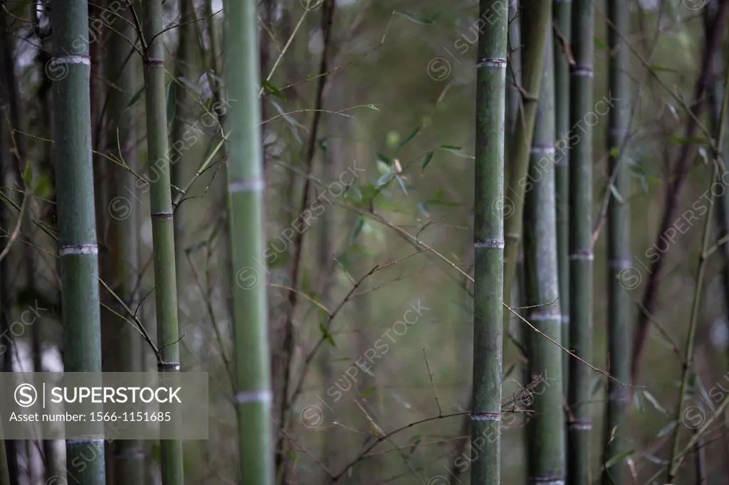 Bamboos. Image taken at Lavender Forest, Taiwan.