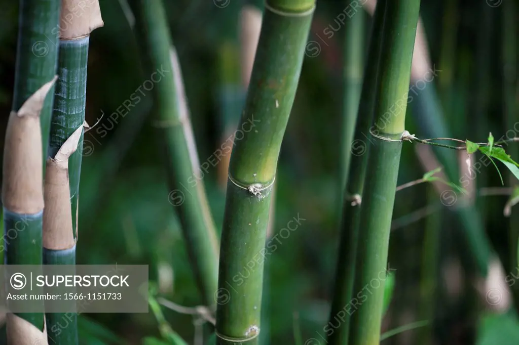 Bamboos. Image taken at Shihfen, Taiwan.