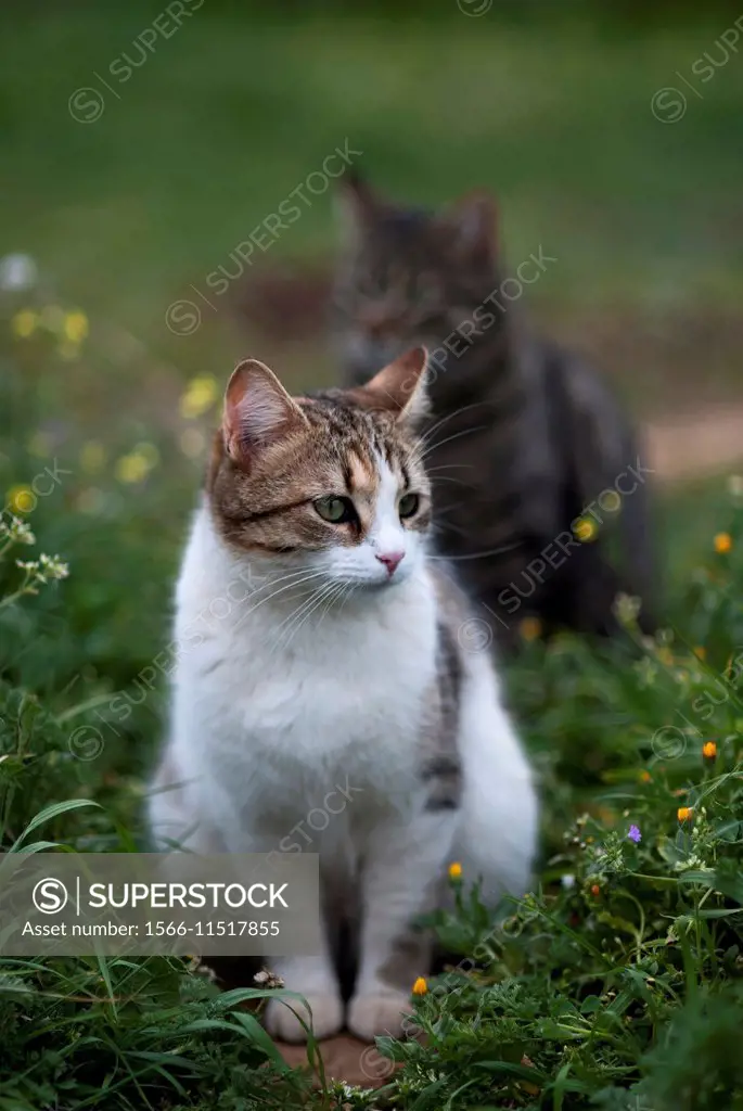 Two cats in a row sitting in a meadow